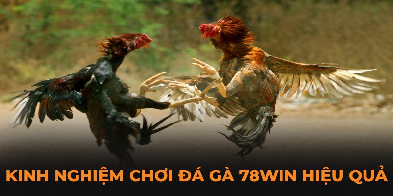 Bật mí kinh nghiệm chơi đá gà 78Win hiệu quả